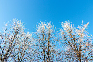 Blue sky background in winter with beautiful frozen branches in white
