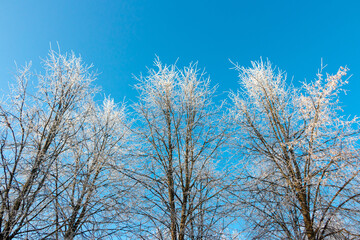 Blue sky background in winter with beautiful frozen branches in white