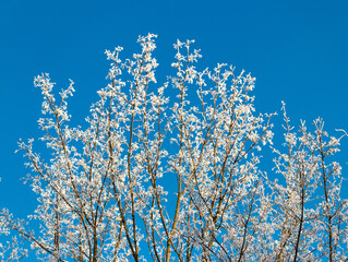 Blue sky background in winter with beautiful frozen branches in white