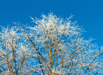 Blue sky background in winter with beautiful frozen branches in white