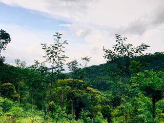 tree in the mountains