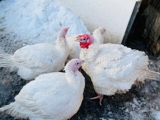 Turkeys on snowy ground on farm. From above white turkeys standing on cold snowy ground in enclosure on winter day on farm