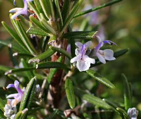Rosmarin, Blüte, Kräuter, Heilpflanze