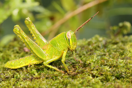 A young green grasshopper is resting on a rock overgrown with moss. These insects like to eat young leaves. 
