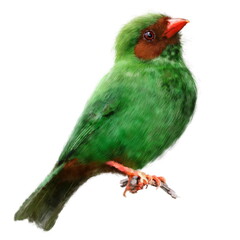 Realistic beautiful portrait of grass green tanager. Beautiful illustration on white background. Best for greeting card, poster, decoration, packaging 
