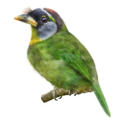 Lovely close up portrait of Fire-tufted barbet. Detailed illustration of  small inhabits tropical forests on white background. Best for greeting card, poster, decoration