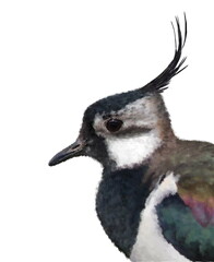 Realistic close up portrait of lapwing bird. Detailed illustration isolated on white background. Best for greeting card, poster, packaging