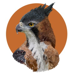 Realistic portrait of large bird of prey from the tropical Americas. Detailed illustration in orange circle on white background. Best for greeting card, poster, decoration, packaging 