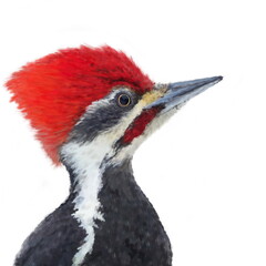 Realistic portrait of 
pileated woodpecker. Detailed illustrationisolated on white background. Best for greeting card, poster, packaging