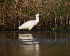 Royal Spoonbill feeding in a lake, in the morning light. Queensland, Australia.( Platalea regia)