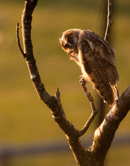 Long Eared Owl Chick