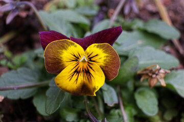 Stiefmütterchen, Blüte, Blume