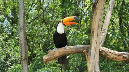 toucan on a tree branch © Marli