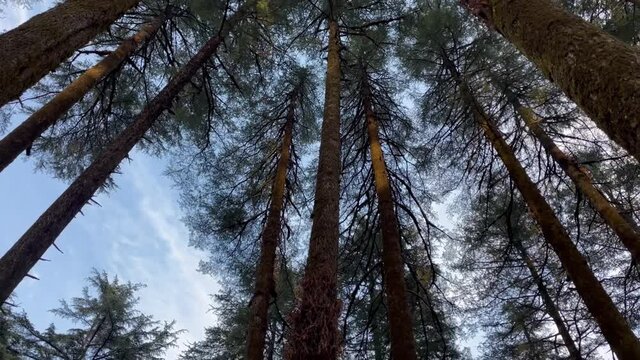 Deodar tall trees with green leaves.
