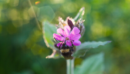 Pink flowers of the red campion plant -  wildflower meadow.