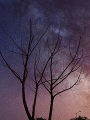 tree in the night sky