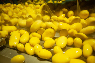 Factory interior. Potato production. Factory equipment, product manufacturing process. Modern...