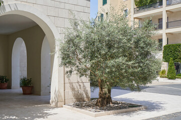 olive tree by urban street in european city