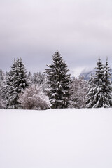 Fototapeta na wymiar Natur / Winter