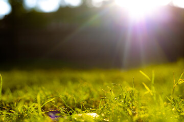 Grasses and sunrays. Defocused grasses background photo with sun rays.