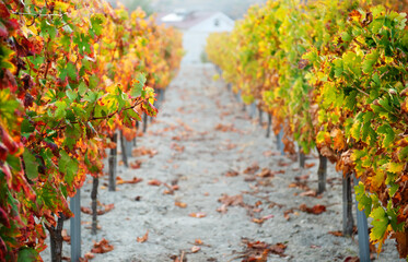 Grape vines with colorful autumn leaves in a row with perspective