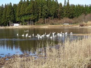 白鳥のいる風景
