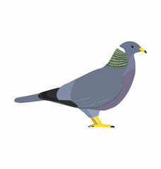 Band-tailed pigeon seen in Side view - Flat style vector
