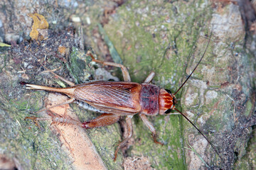 Close up House cricket (Acheta domestica). The pest is often found in homes.