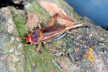 Close up House cricket (Acheta domestica). The pest is often found in homes.