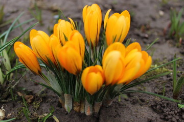 Obraz premium Selective focus of yellow crocuses. Yellow crocuses in the garden. Soft focus. Selective focus.