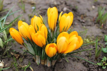 Yellow crocuses on a flower bed close-up. A group of yellow crocuses. The first spring flowers are crocuses.