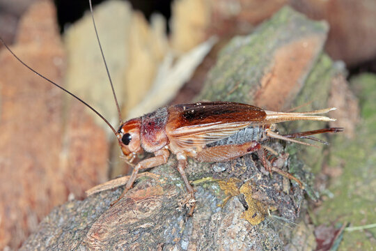 Close up House cricket (Acheta domestica). The pest is often found in homes.