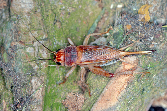 Close up House cricket (Acheta domestica). The pest is often found in homes.