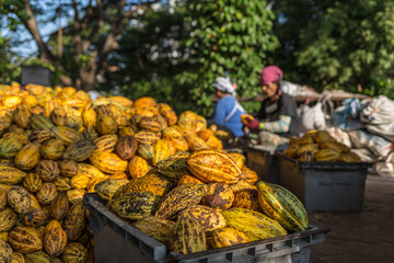 Fresh cocoa fruit in cocoa factory