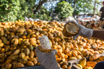 Workers preparing fresh cocoa fruit before fermentation
