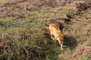 Lioness walking on the grass during a jeep safari at Ngorongoro Crater in Tanzania