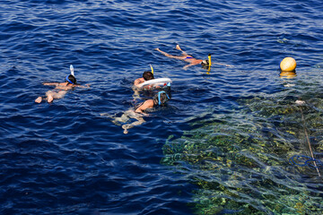 Woman snorkeling in the blue sea ocean and coral background aerial top view