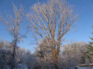 Bare trees against winter sky