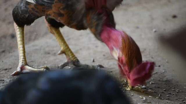 A naked neck chicken or turken chicken closeup head shot eating scratch feed