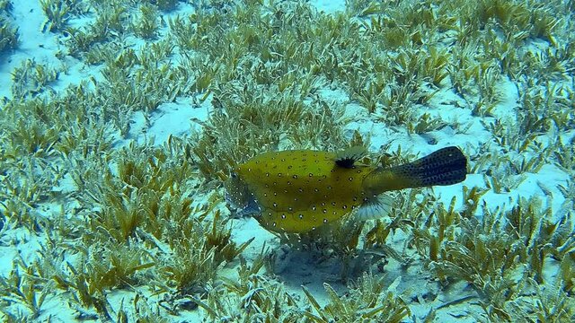 Underwater footage of a puffer fish in a coral reef.