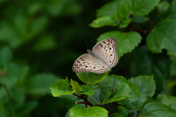 Grey pansy resting on a leaf with wings spread open