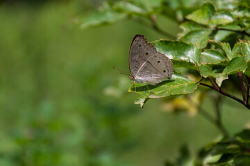 Grey pansy butterfly at rest on a leaf