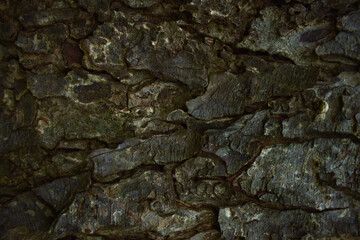 Abstract tree skin texture dark background
