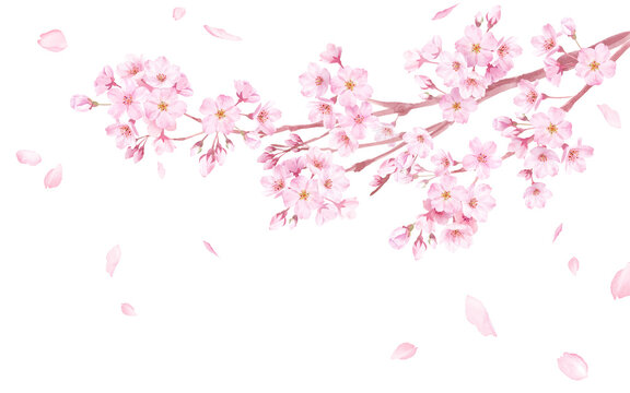 春の花：桜の花と散る花びらの水彩イラスト。（ベクター）
