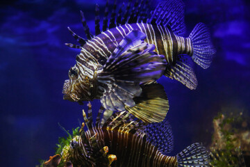 Lionfish (dendrochirus zebra), fish in an aquarium, blurred background