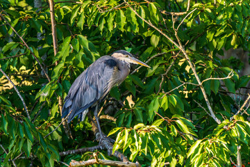 Fototapeta premium Great blue heron on branch of tree bird with long neck and beak