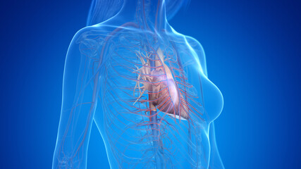 3d rendered illustration of the female heart