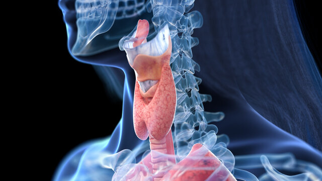 3d rendered illustration of the female neck anatomy