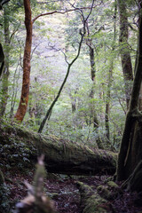 Winter Yaskuhima forest in Kyusyu Japan(World Heritage in Japan)