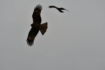Eagles Flying